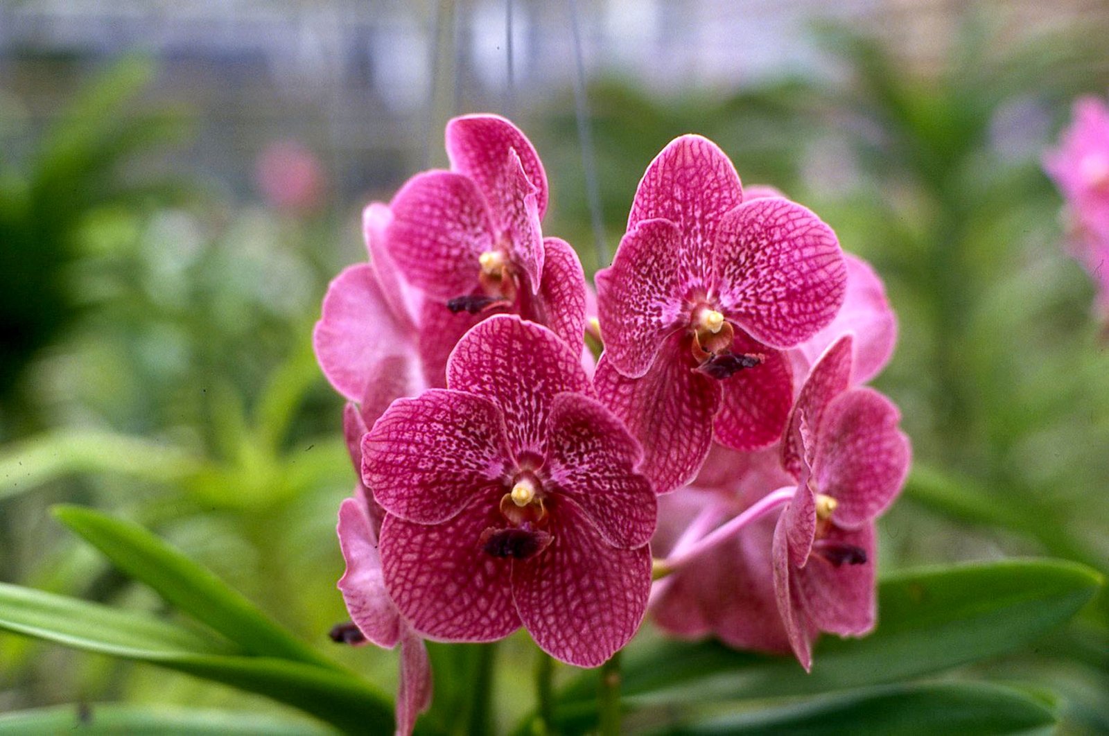 Orchids 28